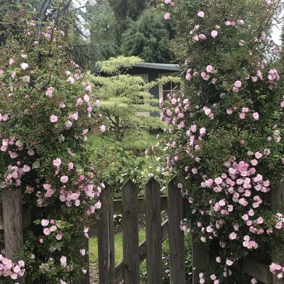 Garden Landscape Design | Garden Consultation | Garden Lessons Leicester