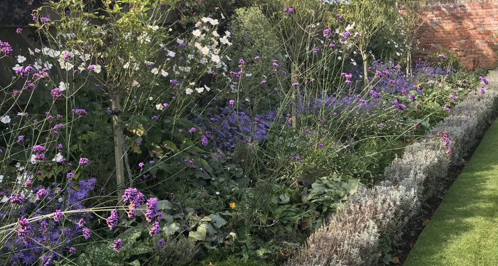 Established garden planting used for Garden Adviser page hero