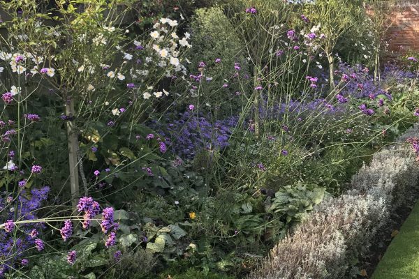 Established garden planting used for Garden Adviser page hero