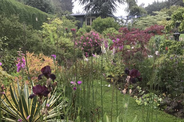 Established garden used by Tony Harding Garden Adviser for practical garden consultation and planning advice