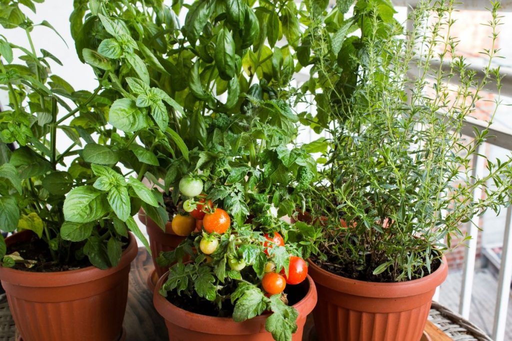 Garden advice and planting image for Applying this advice in a real UK garden