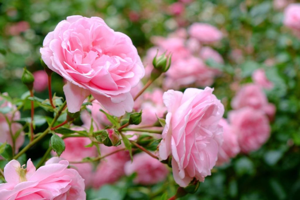 Garden advice image for The Best Flowers for Pollinators and Wildlife in the UK