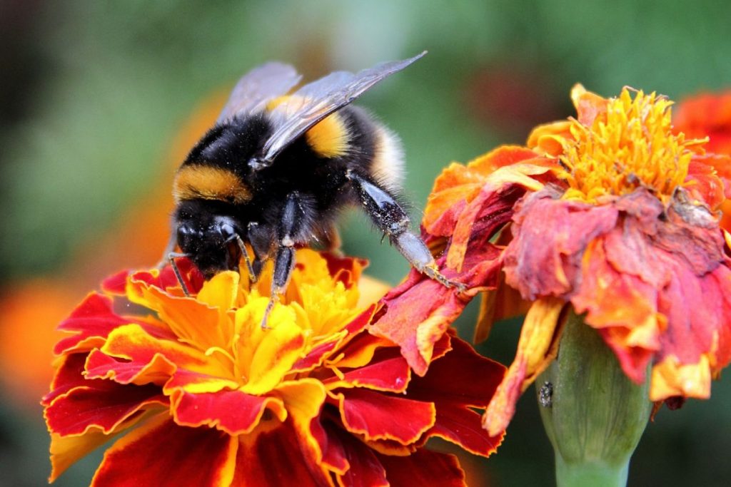 Garden advice image for Practical Garden Design: Hands-On Workshops for Enthusiasts