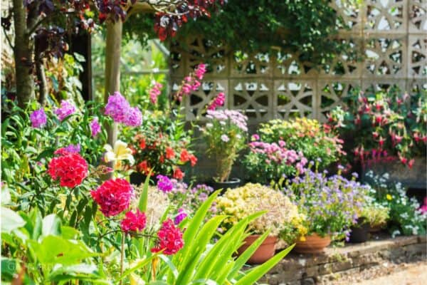 Garden advice and planting image for How this becomes site-specific garden advice