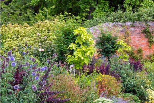 Garden advice and planting image for Applying this advice in a real UK garden