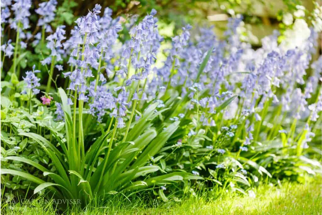Garden advice and planting image for Applying this advice in a real UK garden