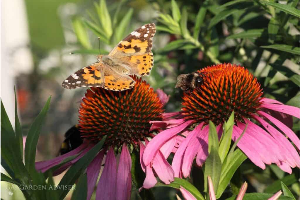 Garden advice and planting image for Applying this advice in a real UK garden