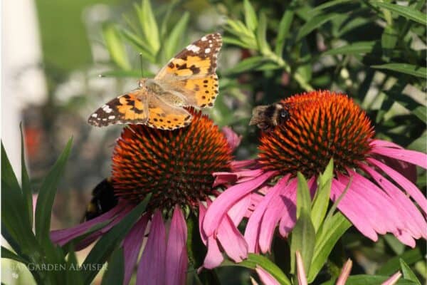 Garden advice and planting image for Applying this advice in a real UK garden
