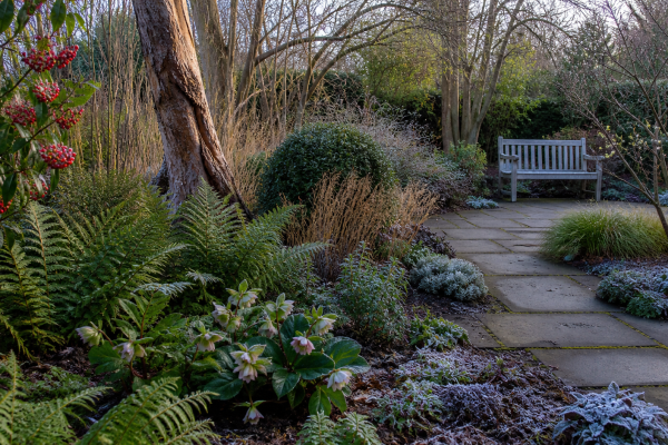 Gardening in December: A garden designer’s perspective seasonal UK garden advice image