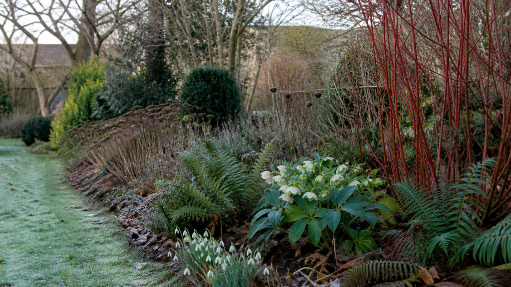 Gardening in January: A garden designer’s perspective seasonal UK garden advice image