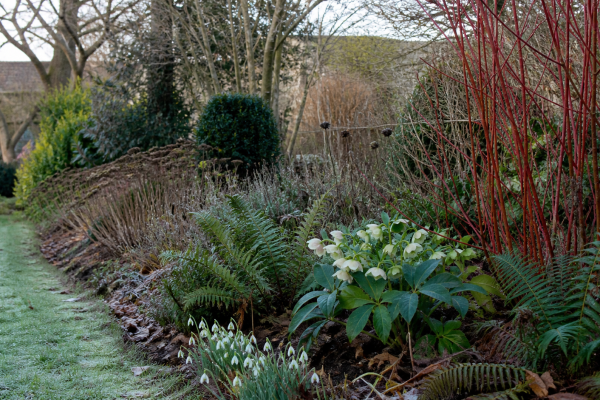 Gardening in January: A garden designer’s perspective seasonal UK garden advice image