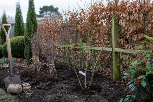 Gardening in November: A garden designer’s perspective seasonal UK garden advice image
